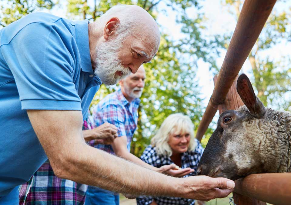 Photo de personnes donnant à manger à un mouton