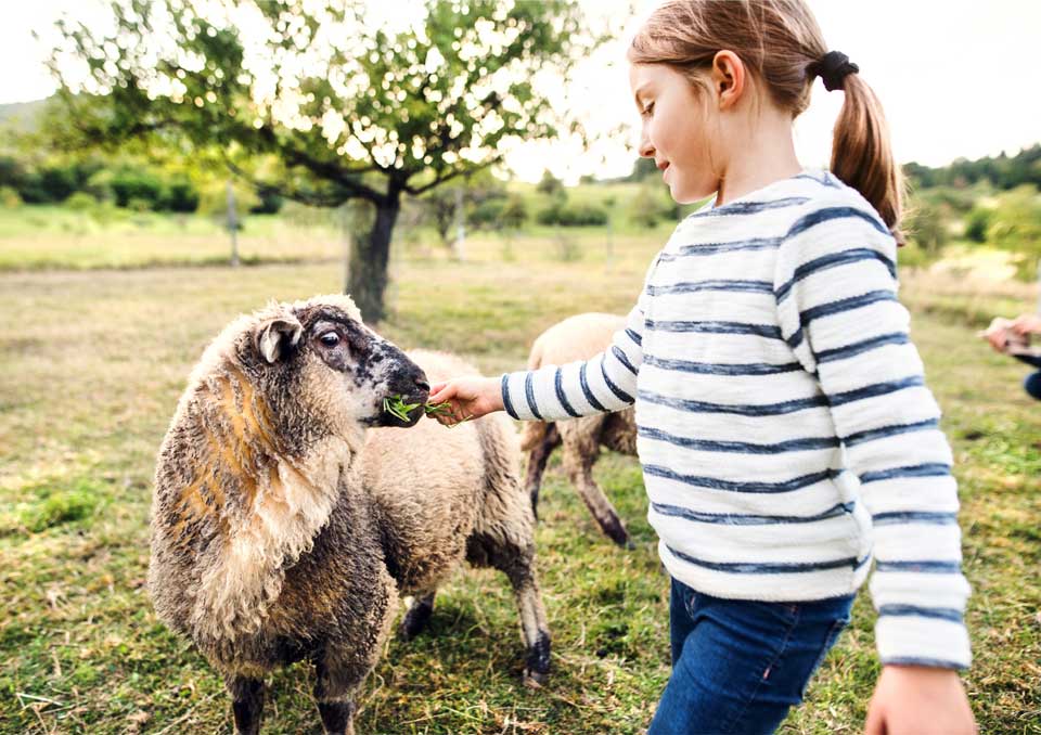 Photo d'une fillette donnant à manger à un mouton