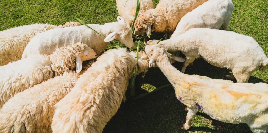 Photo des moutons d'Écopâturages