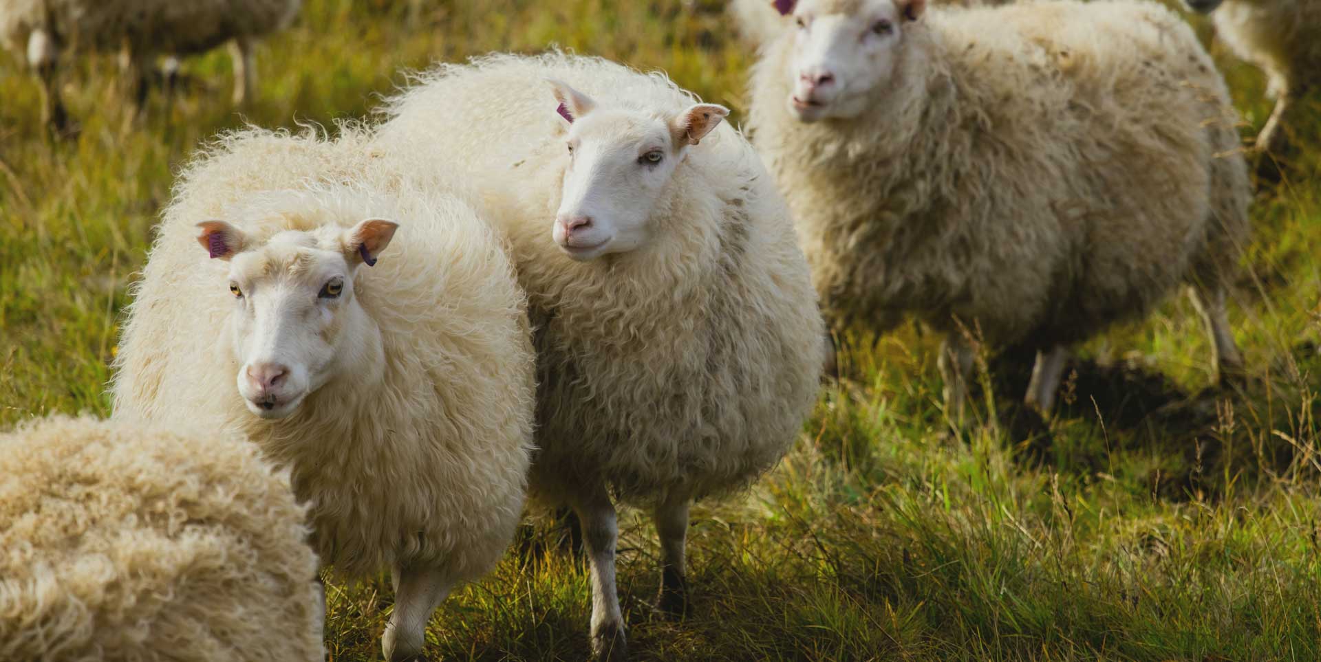 Photo des moutons d'Écopâturages