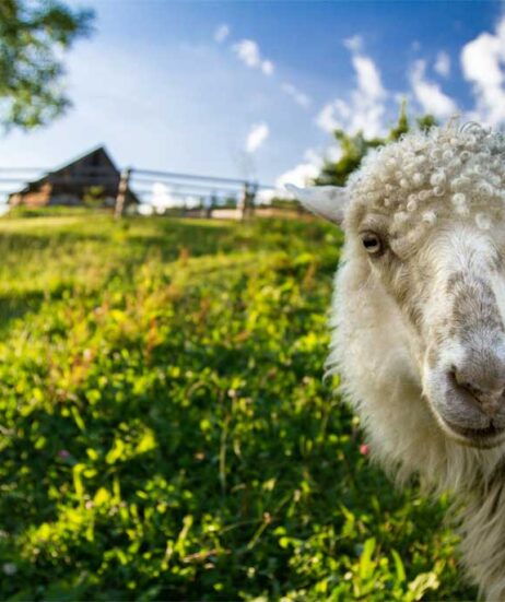 Photo d'un mouton d'Écopâturages