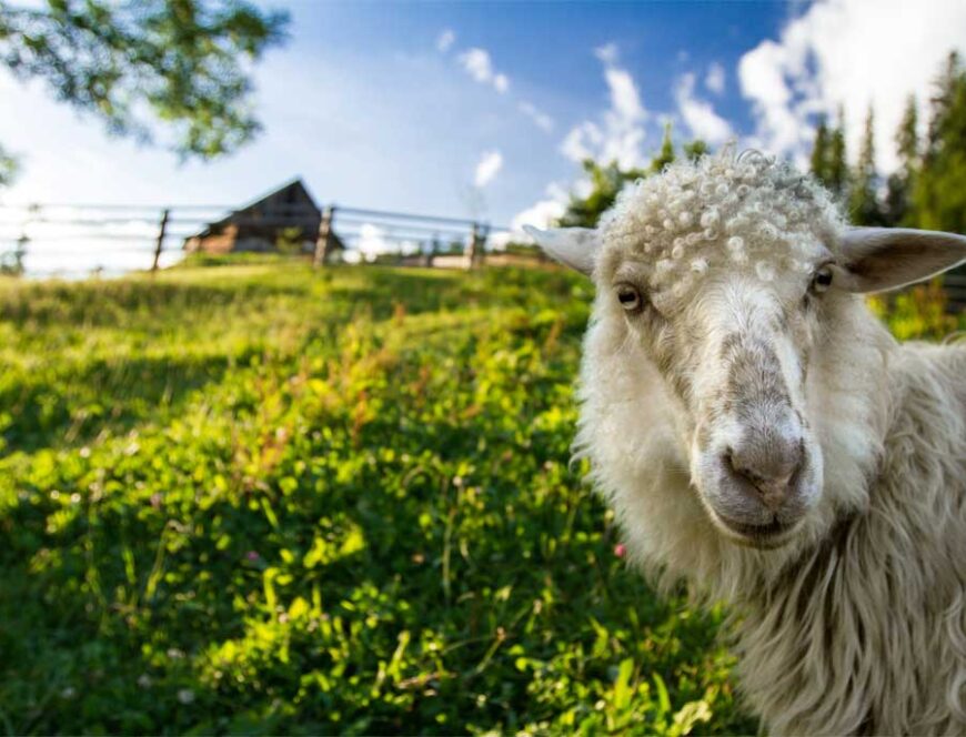 Photo d'un mouton d'Écopâturages