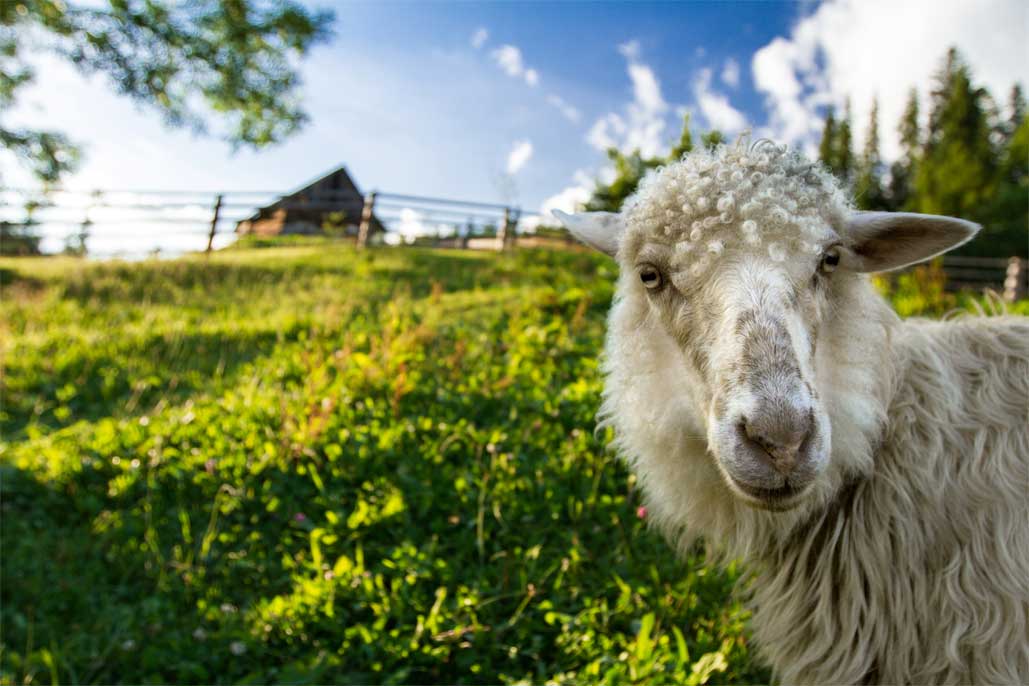 Photo d'un mouton d'Écopâturages